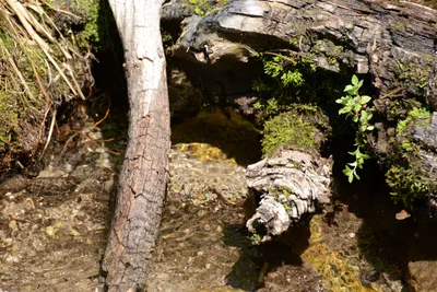 DSC_3188 (Large).JPG